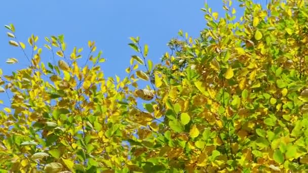 Herfst Bladeren Met Blauwe Lucht Achtergrond — Stockvideo