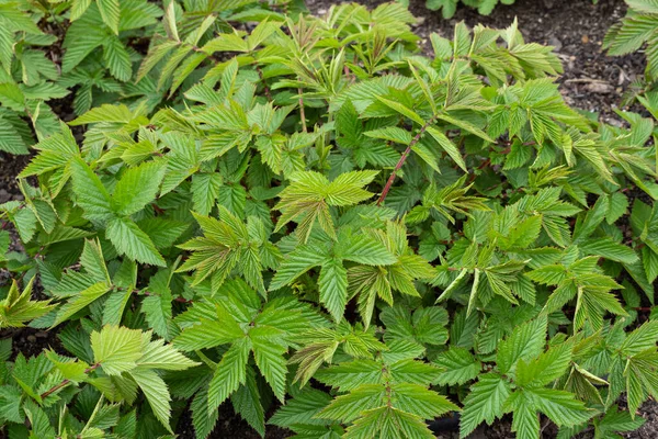 Green Leaves Plant Filipendula Ulmaria Medicinal Plant Used Medicine — Stock Photo, Image