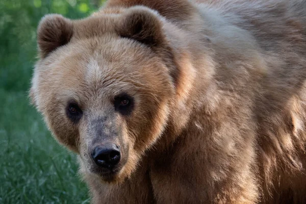 Kamchatka Bear Grass Ursus Arctos Beringianus — Fotografia de Stock