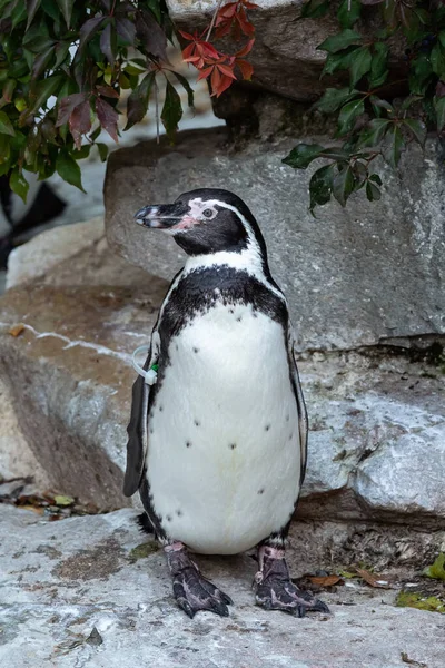 Pingüino Humboldt Spheniscus Humboldti Sobre Roca —  Fotos de Stock