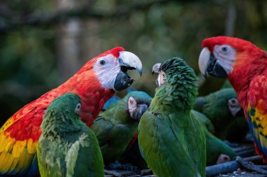 Ara papağanı grubu, Kızıl Papağan, Kırmızı Macaw, Ara macao ve askeri papağan (ara militaris))