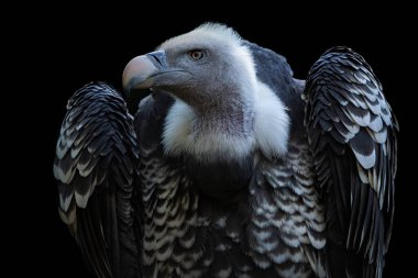 Ruppell 'in griffon akbabası (Gyps rueppellii) siyah arka planda izole edilmiştir.
