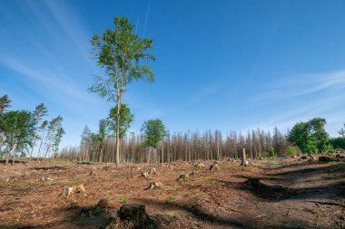 Kabuk böceği istilasını takip eden ölü leylaklar. Küresel ısınmanın sonucu.