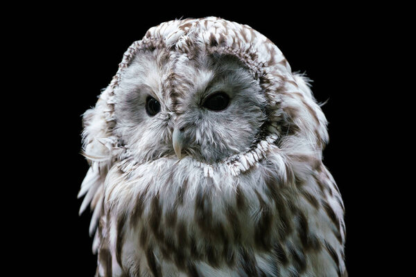 Ural owl (Strix uralensis). Nocturnal owl on black background