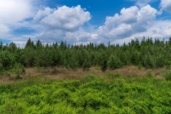 木の風景と青空 — ストック写真