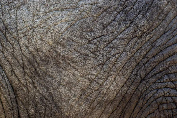 Nahaufnahme Einer Hautstruktur Afrikanischer Elefanten — Stockfoto