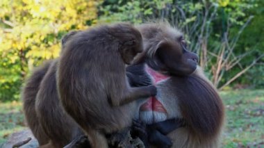 Gelada babun ailesi (Theropithecus gelada)