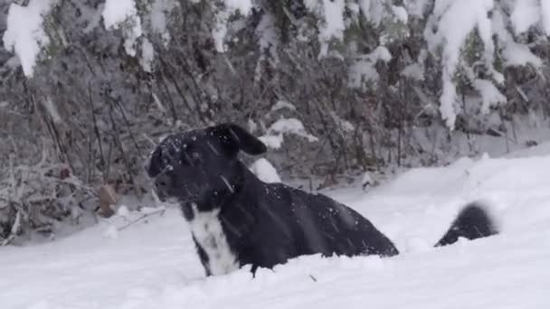 Sitting Black Dog Falling Snow — Stock Video