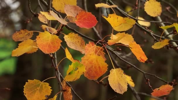 秋のライダーは風になびく葉 — ストック動画