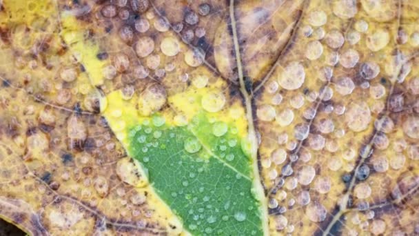 Herbst Erlenblatt Mit Wassertropfen — Stockvideo