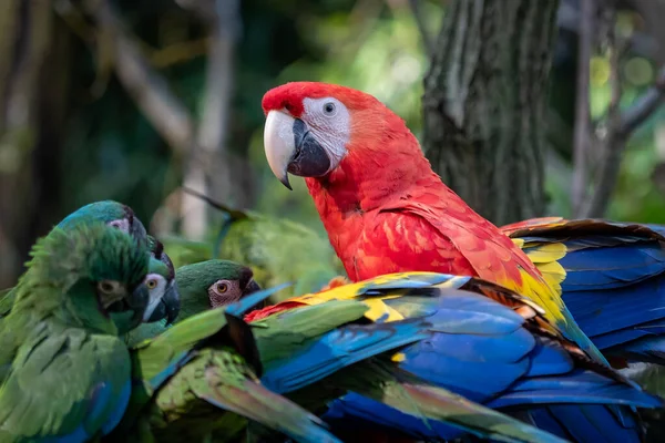 stock image Group of Ara parrots, Red parrot Scarlet Macaw, Ara macao and military macaw (ara militaris)