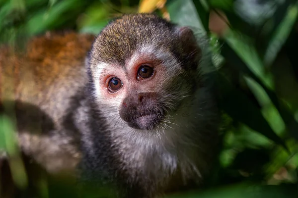 Macaco Esquilo Comum Saimiri Sciureus Árvore Natureza — Fotografia de Stock
