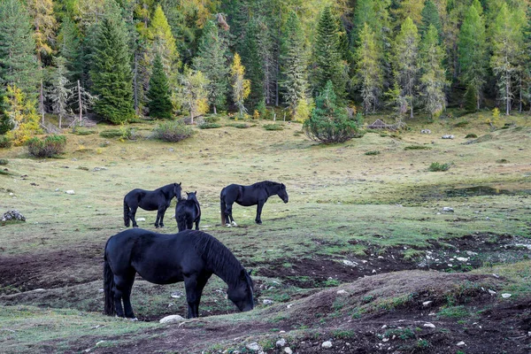 イタリアのドロマイトの山の谷の緑の牧草地で黒い馬の放牧 — ストック写真