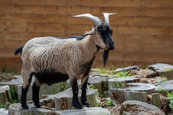 Koza Domowa Capra Hircus Gospodarskie Zwierzę Domowe — Zdjęcie stockowe