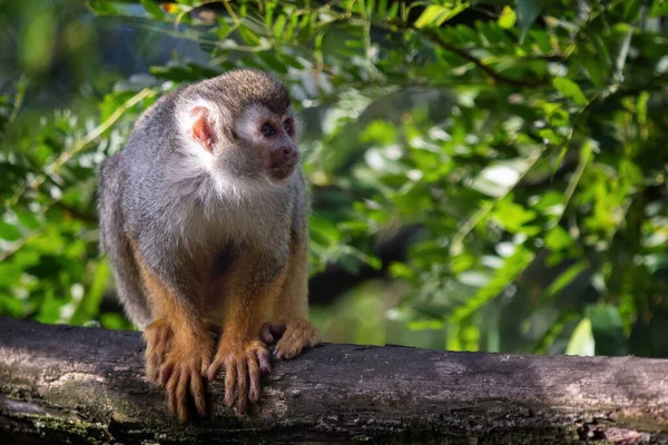 Common Squirrel Monkey Saimiri Sciureus Tree Nature — Stock Photo, Image