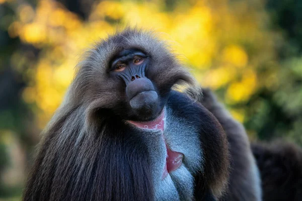 Alpha Male Gelada Baboon Theropithecus Gelada Beautiful Ground Primate Monkey — Stock Photo, Image