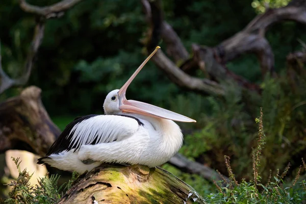 Australian Pelican Pelecanus Conspicillatus Open Beak — Stock Photo, Image