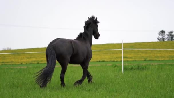 Slow Motion Shot Van Een Rennend Fries Paard — Stockvideo