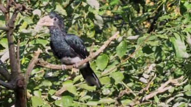 Piping Hornbill (Ceratogymna fistulator fistulator) yeşil çalılıklarda bir dalda oturuyor.