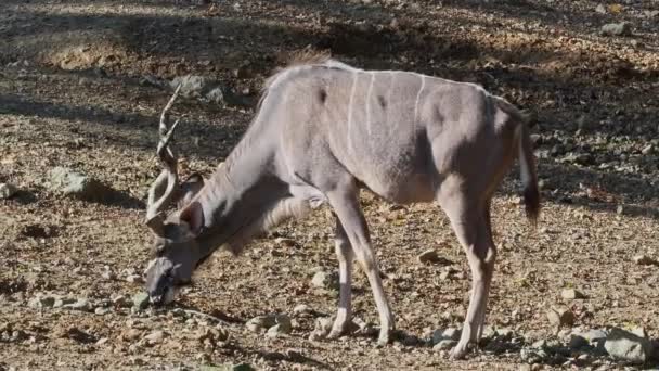 Vista Laterale Kudu Alla Ricerca Cibo Tragelaphus Strepsiceros — Video Stock