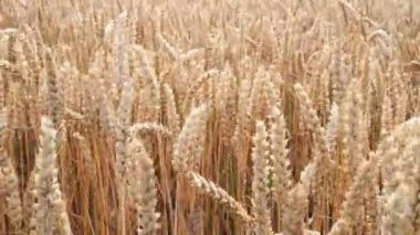 Buğday tarlası. Altın buğday kulakları yakın plan. Hasat konsepti ve kırsal manzara.