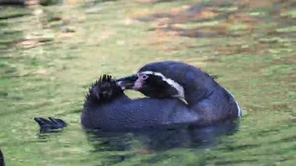 Pingüino Humboldt Spheniscus Humboldti Nadando Agua — Vídeos de Stock