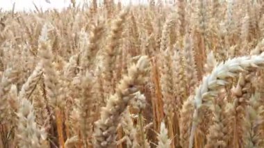 Wheat field. Ears of golden wheat closeup. Harvest concept and rural scenery.