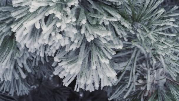绿松针头上结了冰 — 图库视频影像