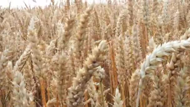 Wheat Field Ears Golden Wheat Closeup Harvest Concept Rural Scenery — Videoclip de stoc