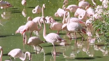 Büyük flamingo grubu, Phoenicopterus roseus