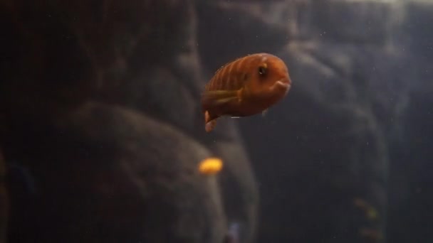 Poissons Dans Aquarium — Video