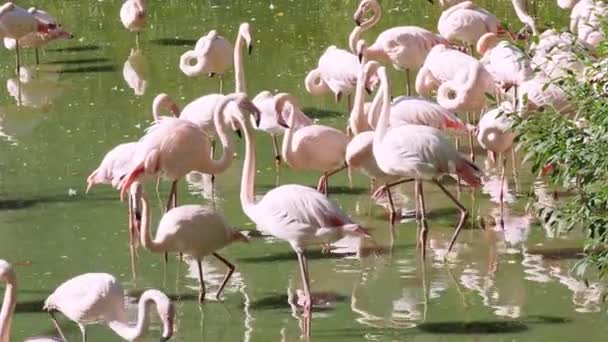 Nagyobb Flamingók Csoportja Phoenicopterus Roseus — Stock videók