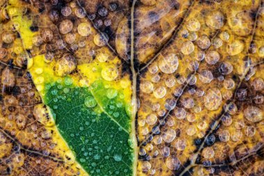 Su damlaları ile sonbahar yaprağı