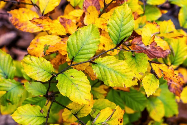 枝に秋のブナの葉 — ストック写真