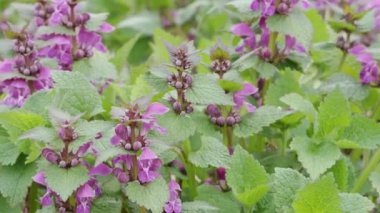 Benekli, ölü lamium maculatum pembe çiçekleri. Bahçedeki şifalı bitkiler