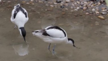 Pied avocets sürüsü, siyah ve beyaz wader kuşu (Tekrarlama avosetta)