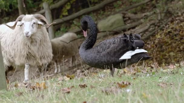Чёрный Лебедь Нападает Валашских Овец — стоковое видео