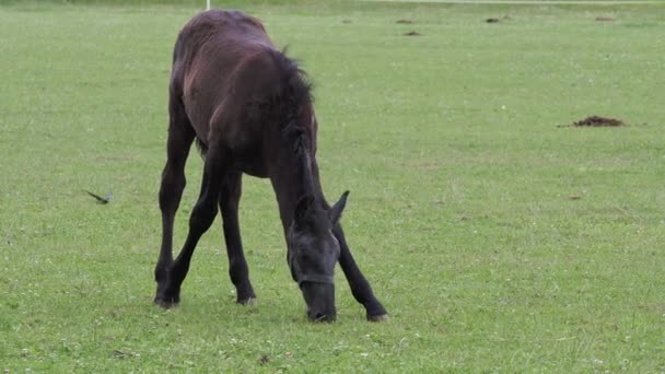 Black Foal Pasture Kladrubian Horse — Stock video