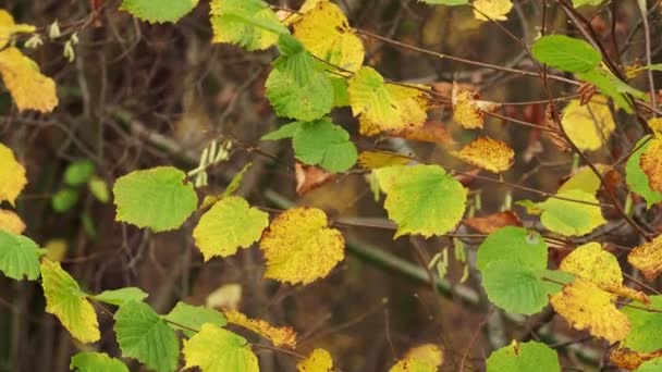 Sonbahar Alder Yaprakları Rüzgarda Dalgalanıyor — Stok video