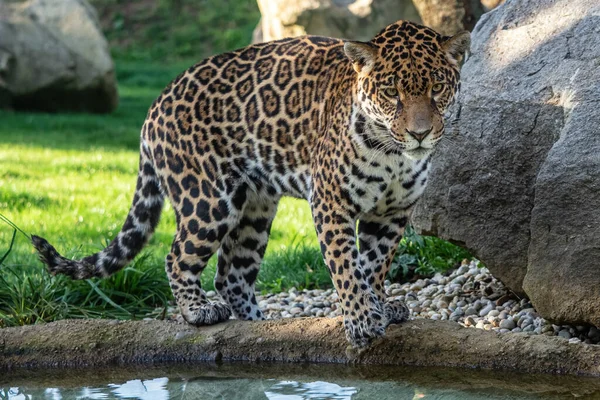 Jaguar Jump Water Panthera Onca — Stock Photo, Image
