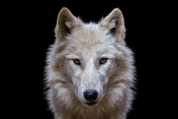 Портрет арктического волка изолирован на черном фоне. Полярный волк.