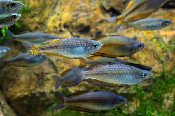 水族館の大きな魚の群れ — ストック写真