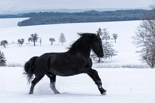 冬の畑を走るフリーズスタリオン 冬に黒いフリージアの馬がギャロップを実行します — ストック写真