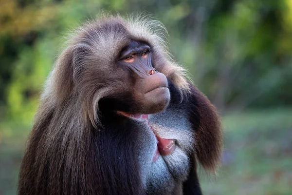 Gelada Baboonのアルファ男性 Theropithecus Gelada 美しい地上霊長類 猿は大きな歯を見せる — ストック写真