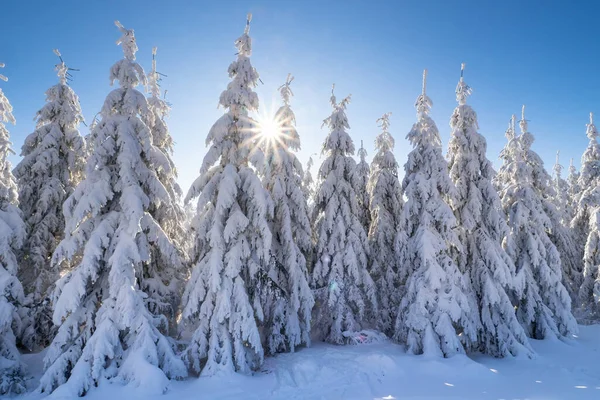 太陽光線と冬のトウヒの木 深い雪に覆われた木々 — ストック写真