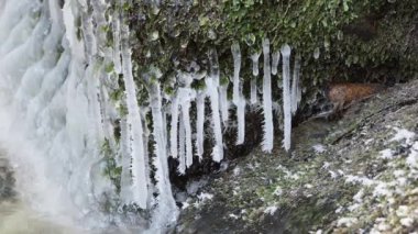 Frost and small icicles on a stone in the river. Spring thaw.