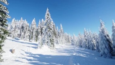 Winter landscape with path and trees under the snow. Winter scenery with cross country skiing way