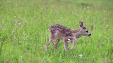 Genç vahşi Karaca ot, Capreolus capreolus içinde. Yeni doğan Karaca, vahşi bahar doğa.