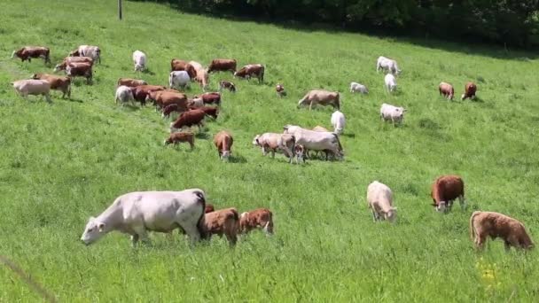 Κοπάδι Από Αγελάδες Και Μοσχάρια Βόσκουν Ένα Πράσινο Λιβάδι — Αρχείο Βίντεο