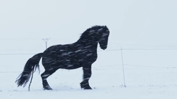 弗里斯兰种马在冬季田里奔跑 弗里斯兰黑色的马在冬天疾跑 — 图库视频影像